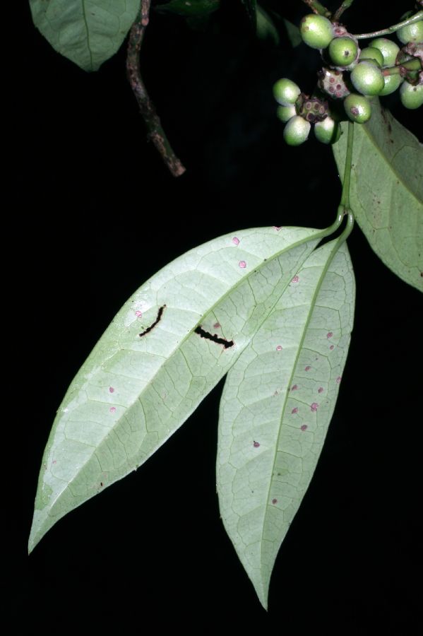 Monimiaceae Mollinedia viridiflora