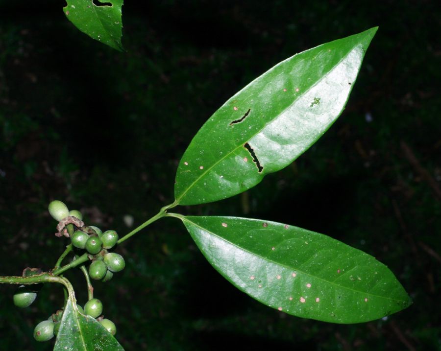 Monimiaceae Mollinedia viridiflora