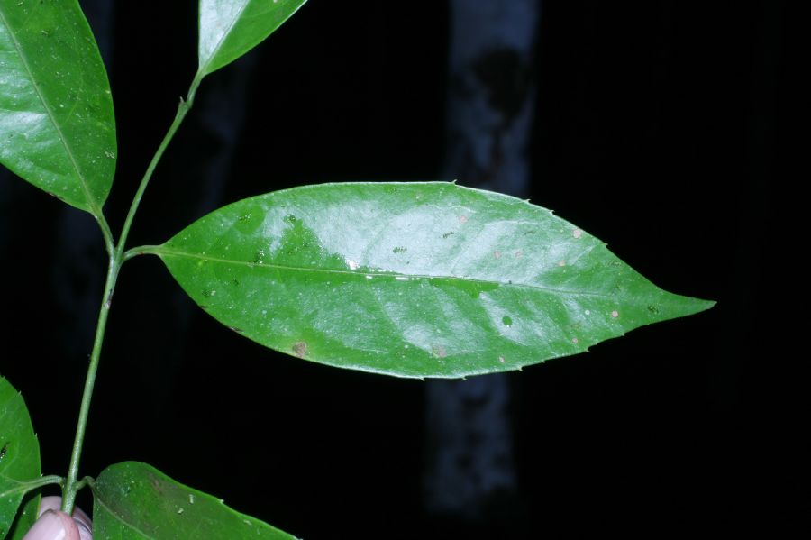 Monimiaceae Mollinedia viridiflora