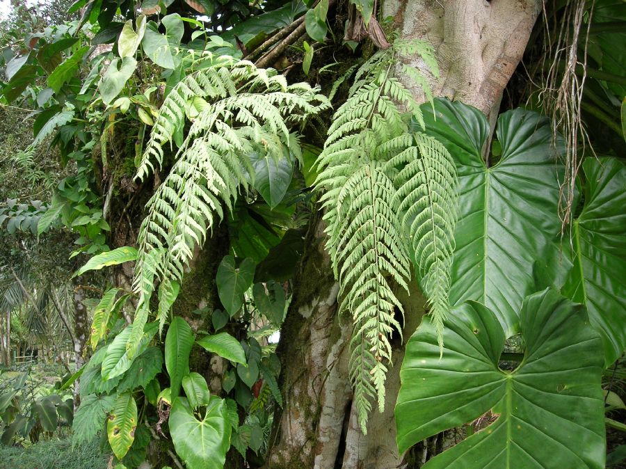 Dryopteridaceae Dryopteris patula