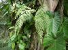 image of Dryopteris patula