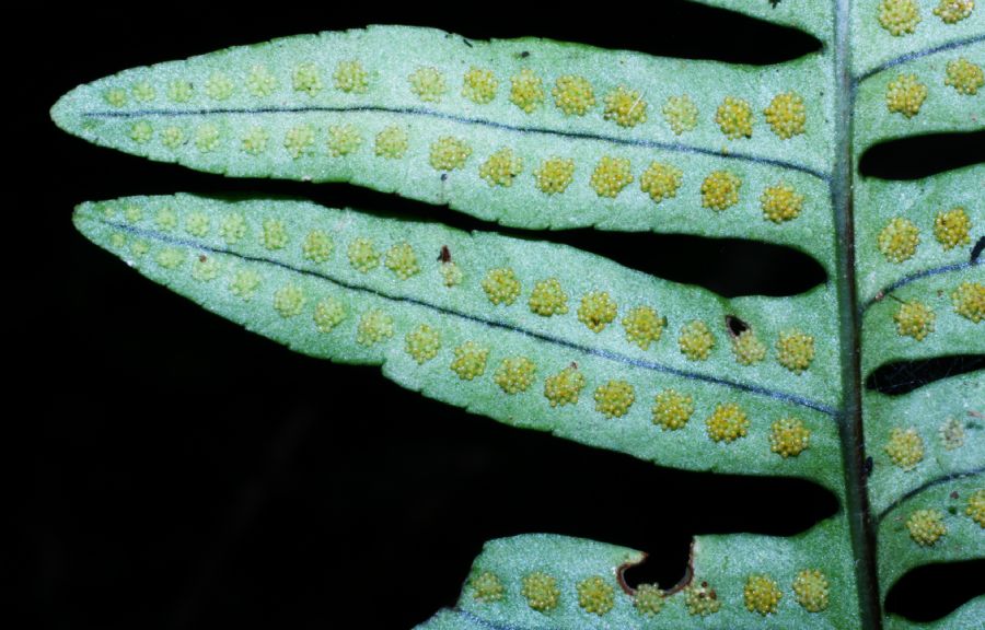 Polypodiaceae Polypodium plesiosorum