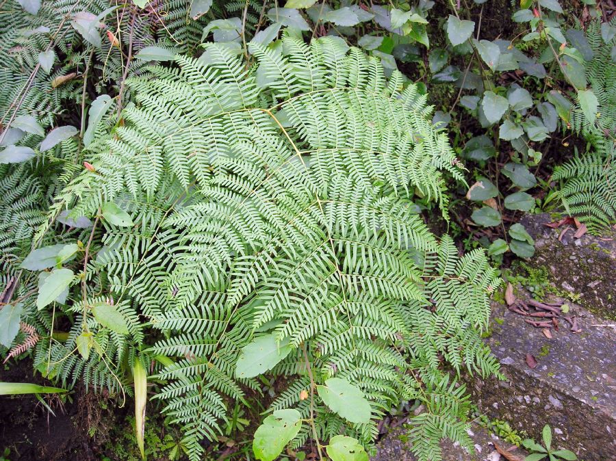 Dennstaedtiaceae Pteridium pseudocaudatum