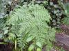 image of Pteridium pseudocaudatum