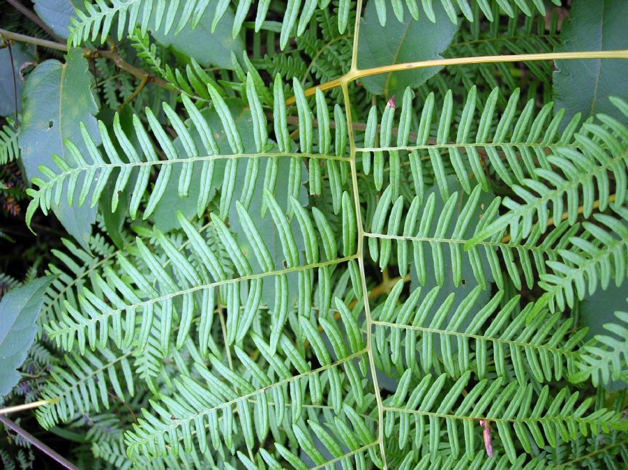 Dennstaedtiaceae Pteridium pseudocaudatum