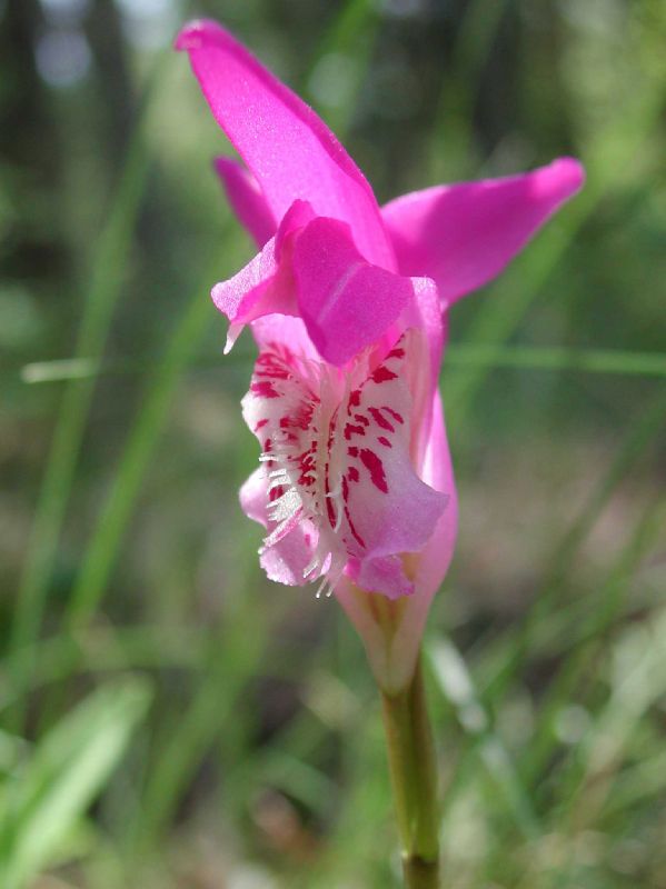 Orchidaceae Arethusa bulbosa