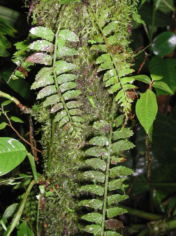 Aspleniaceae Asplenium auriculatum