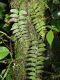 image of Asplenium auriculatum