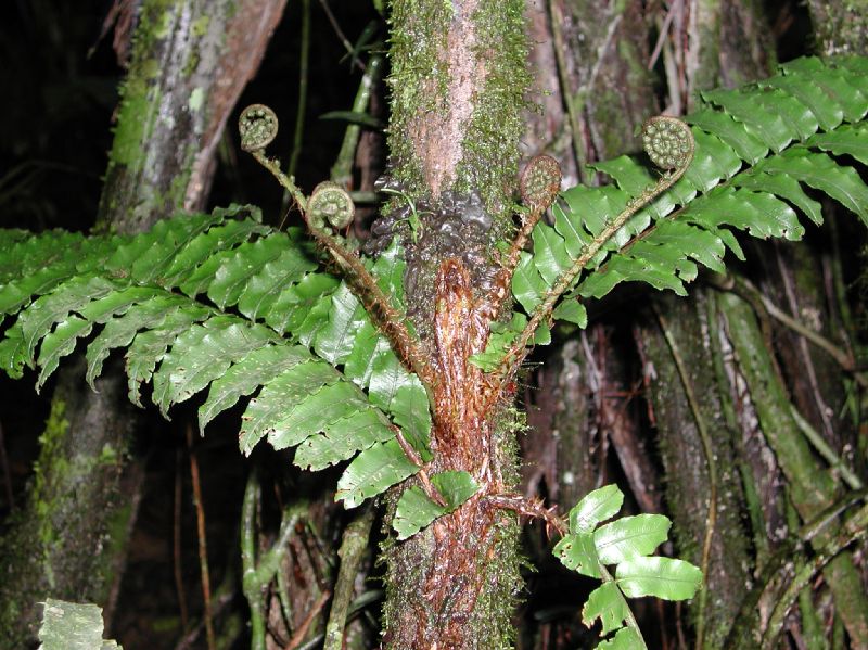 Lomariopsidaceae Lomariopsis vestita