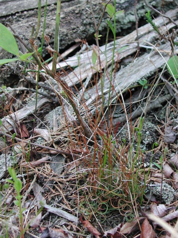 Schizaeaceae Schizaea pusilla