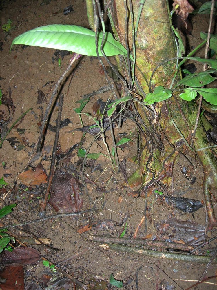 Lomariopsidaceae Mickelia nicotianifolium