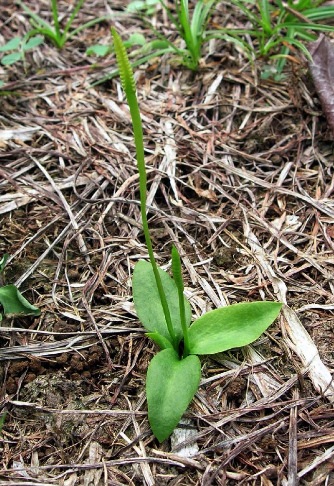 Ophioglossaceae Ophioglossum nudicaule