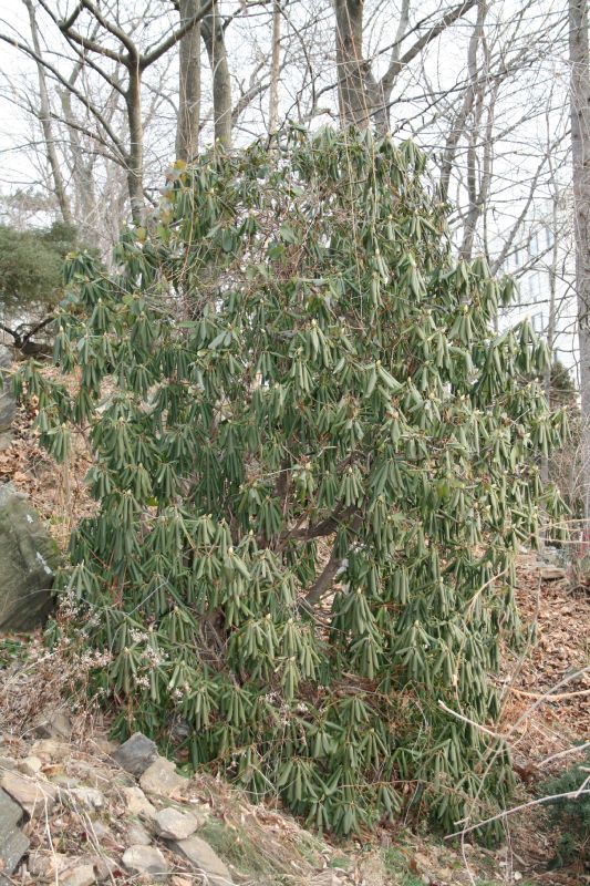 Ericaceae Rhododendron maximum