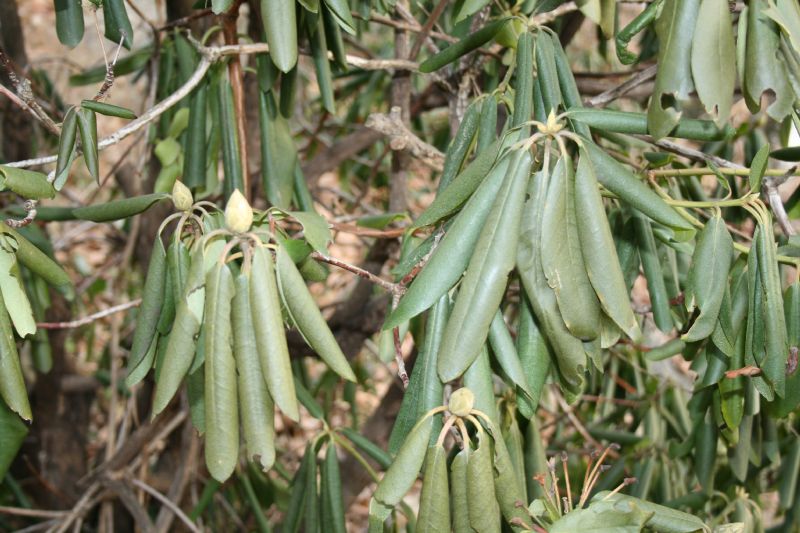 Ericaceae Rhododendron maximum