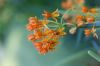 image of Asclepias tuberosa