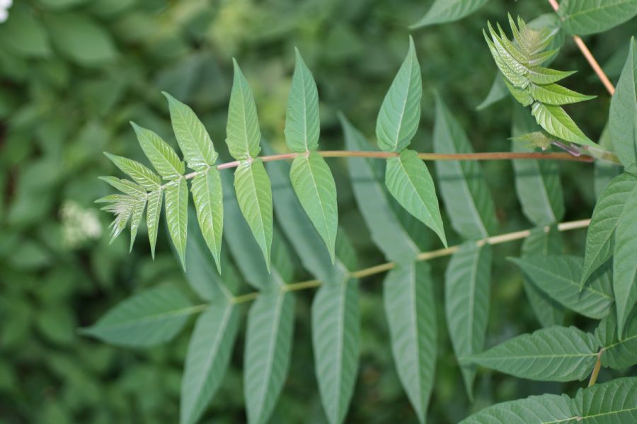 Simaroubaceae Ailanthus altissima