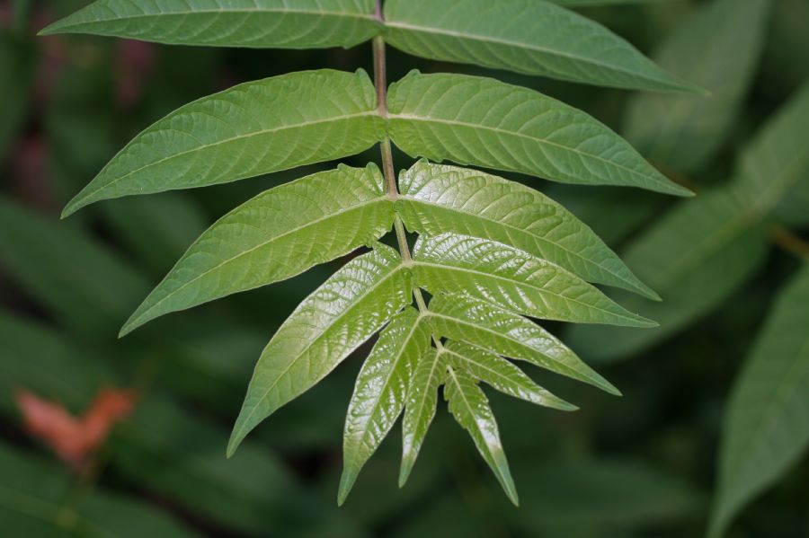 Simaroubaceae Ailanthus altissima