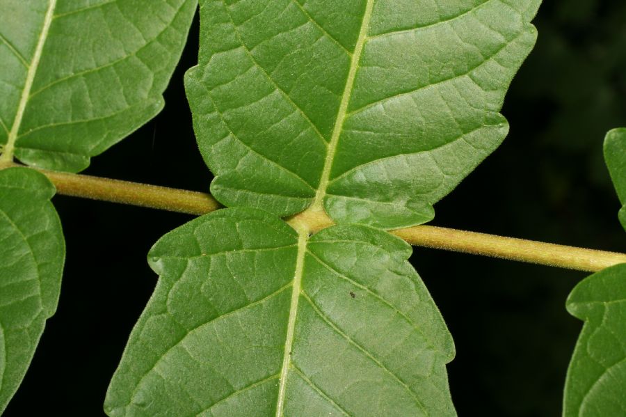 Simaroubaceae Ailanthus altissima