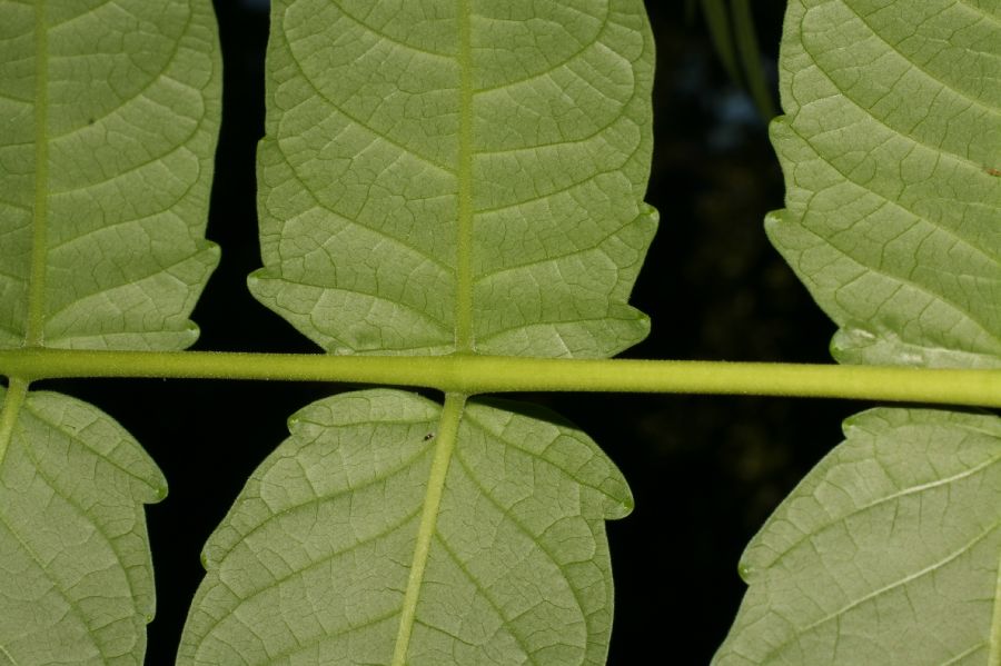 Simaroubaceae Ailanthus altissima