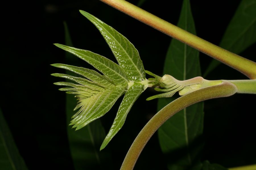 Simaroubaceae Ailanthus altissima