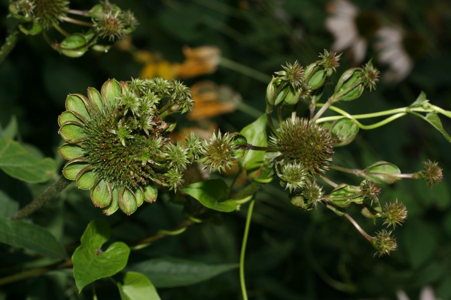 Asteraceae Ratibida pinnata