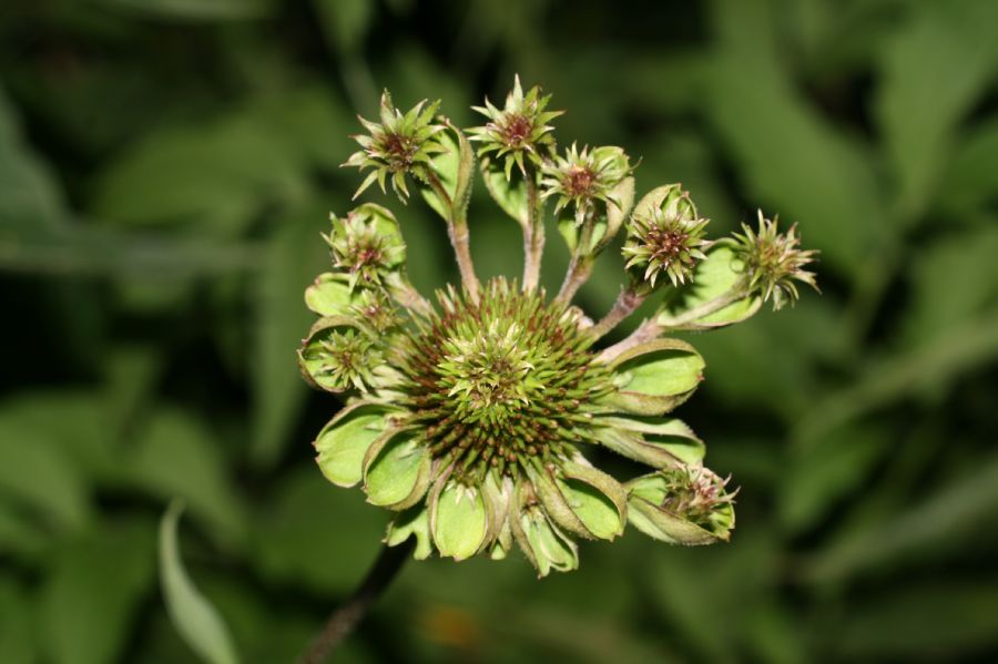 Asteraceae Ratibida pinnata