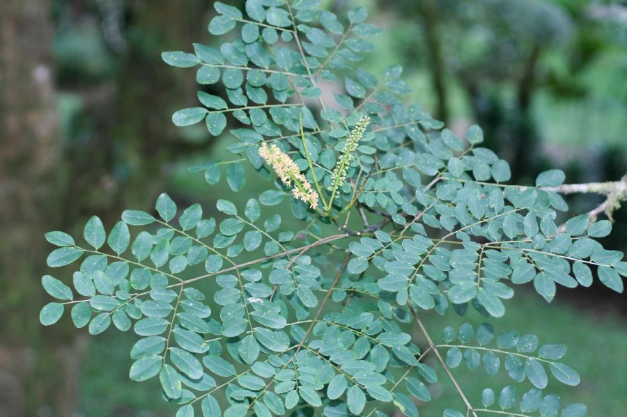 Fabaceae Adenanthera pavonia