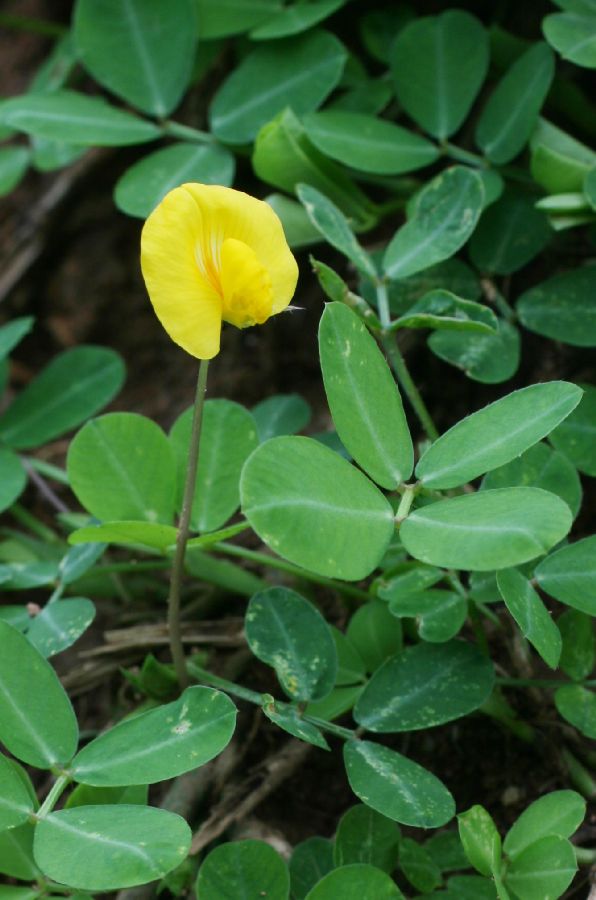 Fabaceae Arachis pintoi