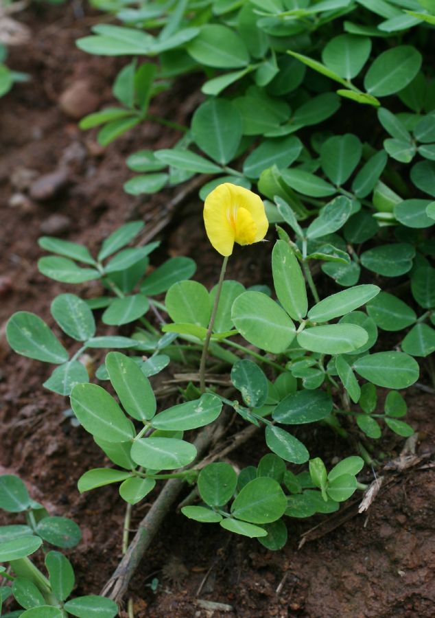 Fabaceae Arachis pintoi