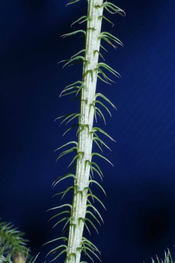 Lycopodiaceae Palhinhaea cernua