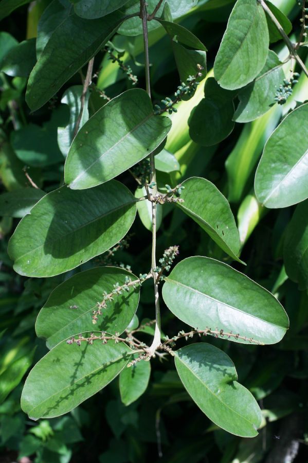 Loranthaceae Passovia pyrifolia