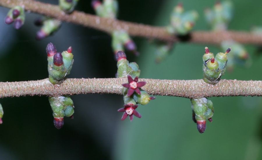 Loranthaceae Passovia pyrifolia