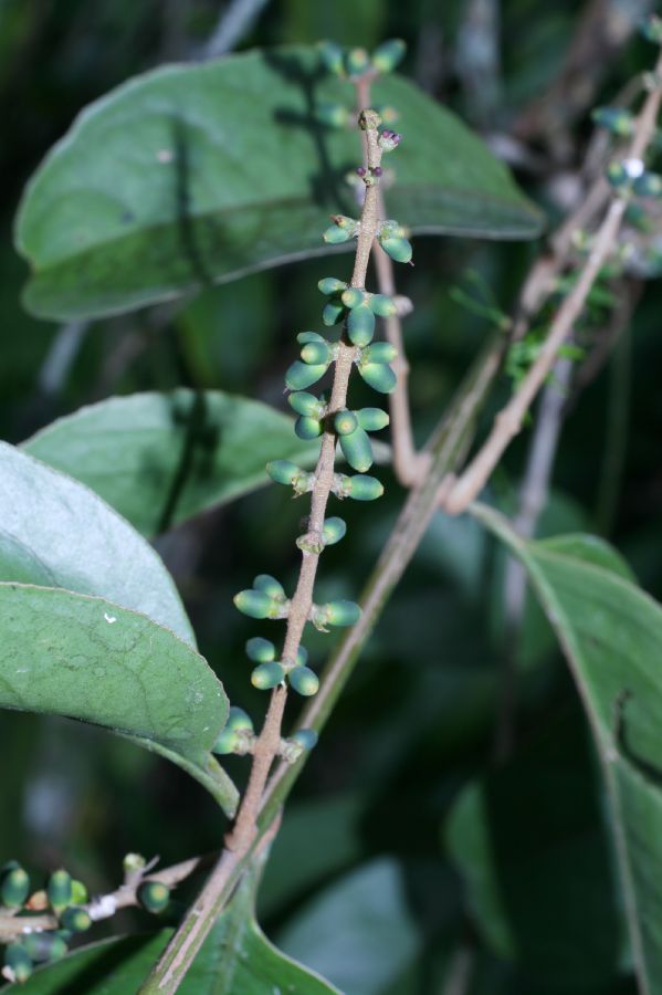 Loranthaceae Passovia pyrifolia