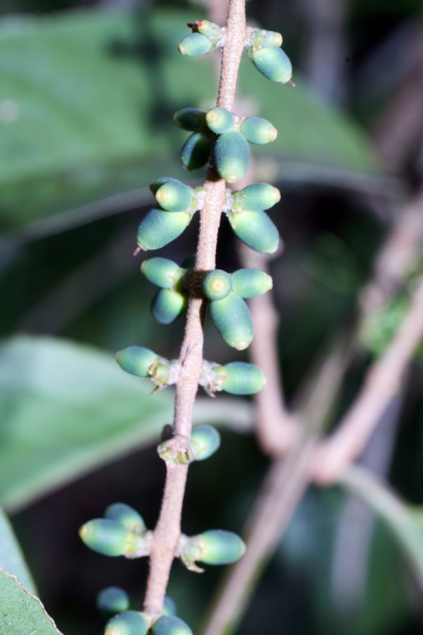 Loranthaceae Passovia pyrifolia