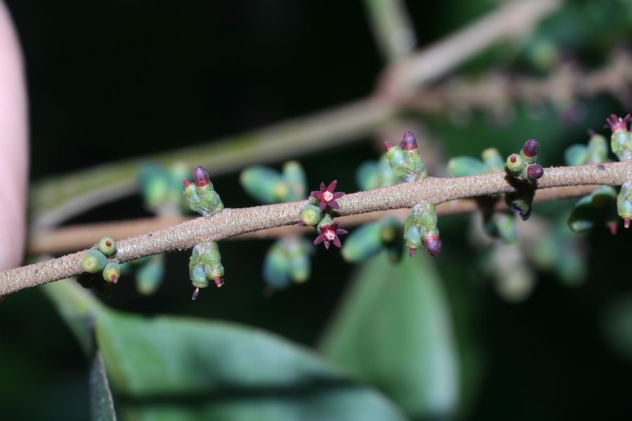 Loranthaceae Passovia pyrifolia