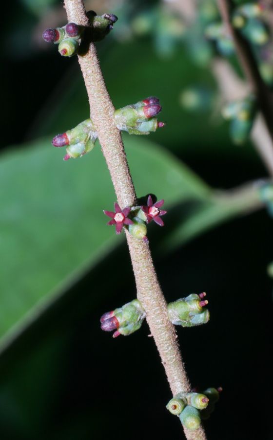 Loranthaceae Passovia pyrifolia