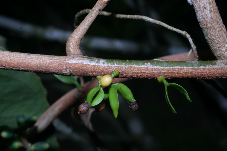 Loranthaceae Passovia pyrifolia