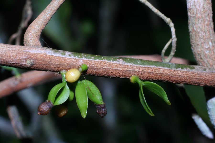 Loranthaceae Passovia pyrifolia