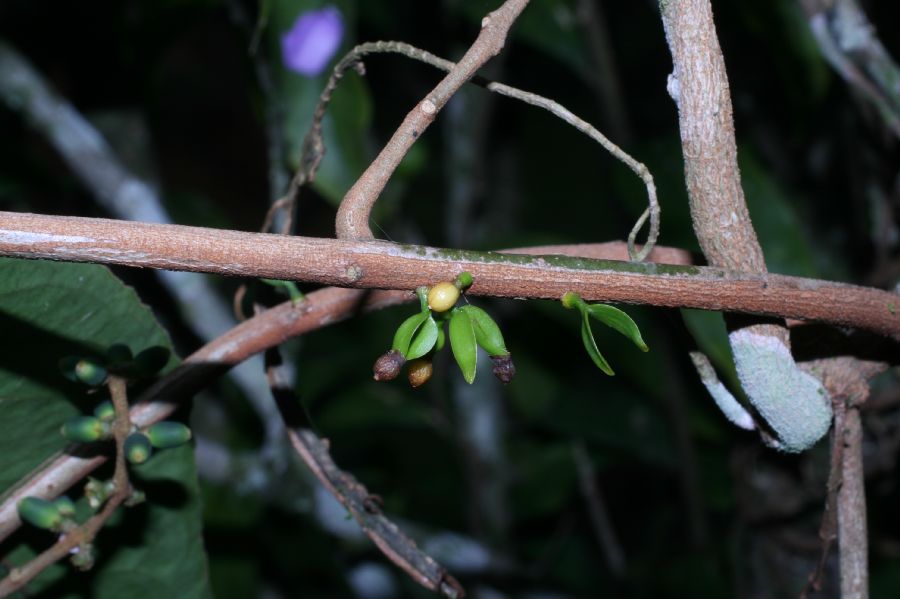 Loranthaceae Passovia pyrifolia