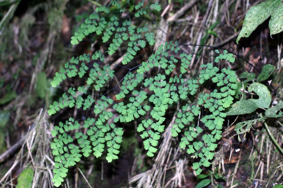 Pteridaceae Adiantum andicola