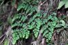 image of Adiantum andicola