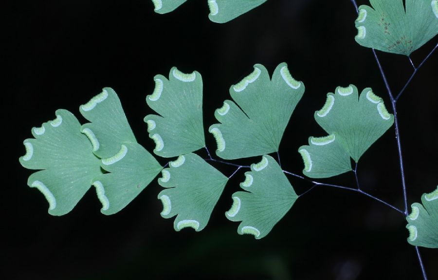 Pteridaceae Adiantum andicola