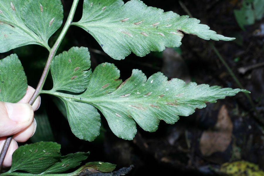 Aspleniaceae Asplenium squamosum