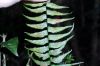 image of Asplenium harpeodes