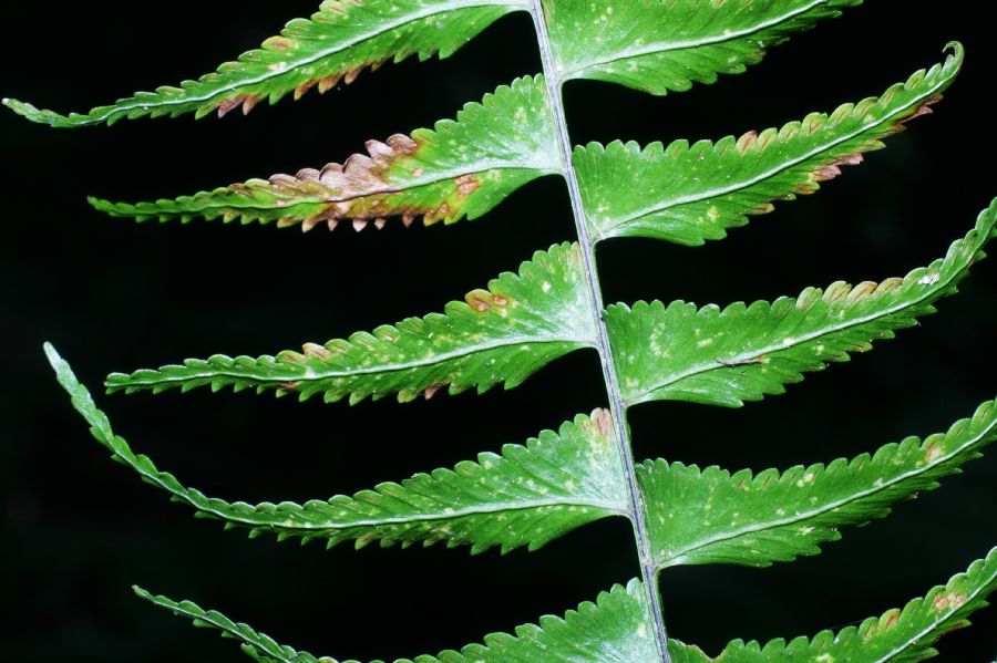 Aspleniaceae Asplenium harpeodes