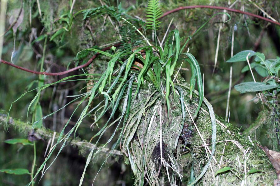 Polypodiaceae Campyloneurum angustifolium