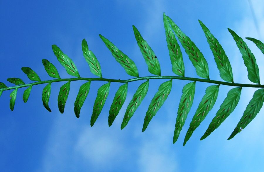 Aspleniaceae Asplenium auritum