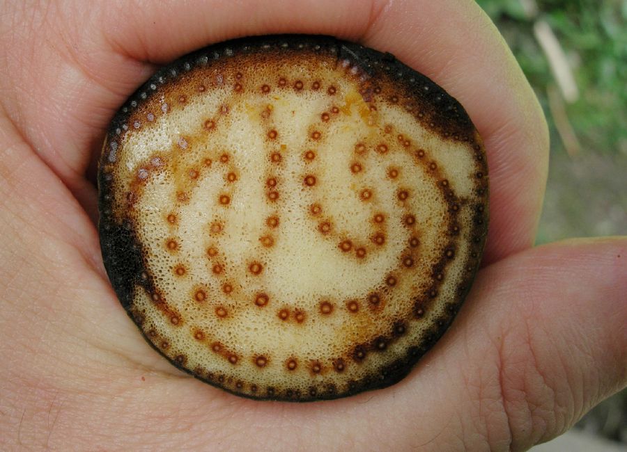 Pteridaceae Acrostichum danaeifolium