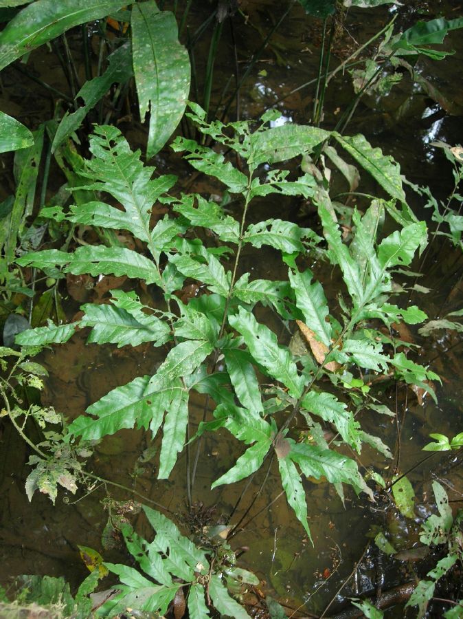 Tectariaceae Tectaria moranii