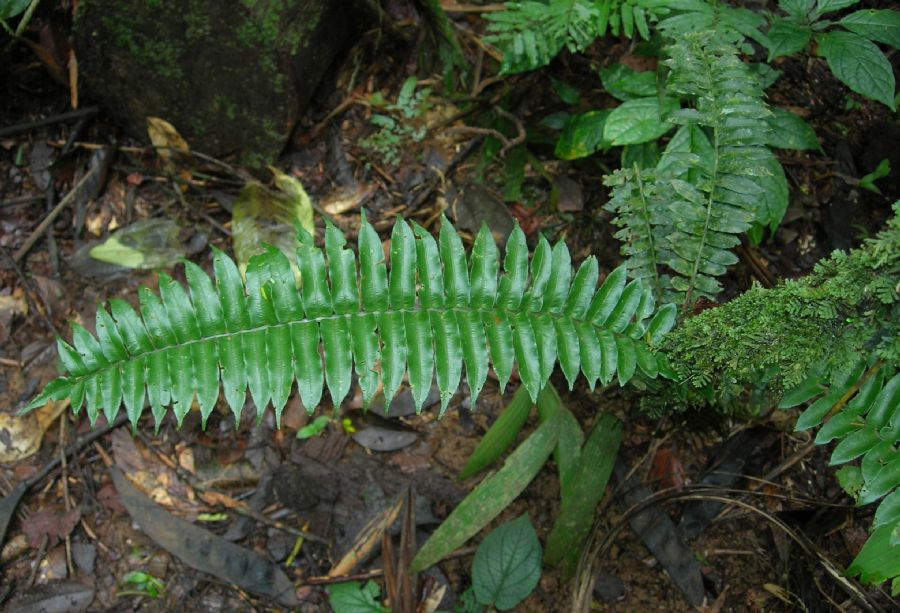 Lomariopsidaceae Lomariopsis vestita